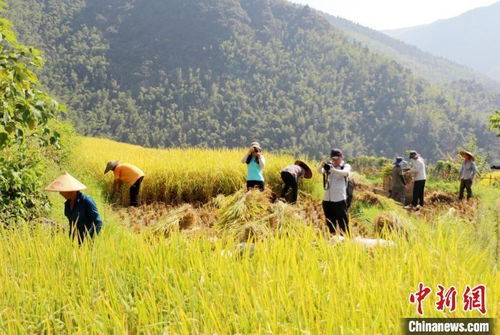 生态引擎激发产业活力 东安农旅融合驱动畜产品贸易新篇