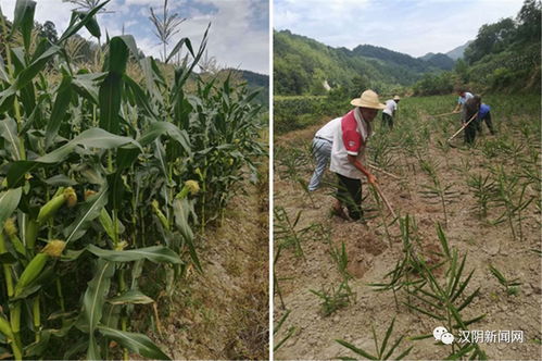 产业引领致富路 农业焕发新活力