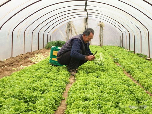 产销对接显成效 30吨滞销蔬菜成功售出，畜产品购销贸易同步拓展