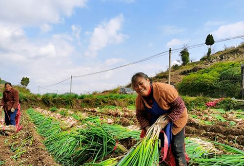 葱郁龙坪，绿意满“林”助农增收