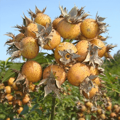 黔山藏珍品 贵州农副产品林产业的价值与潜力