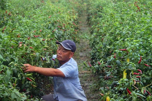 杨集镇 秋来辣椒红似火 椒农笑意满枝头