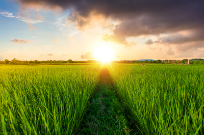 为何东北大米那么受欢迎？原来是这样