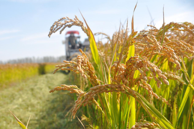 江苏启动农业“两区”划定，力争五年内基本完成建设，夯实粮食安全根基