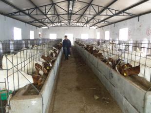 养哪种羊最赚钱？市场分析与品种推荐