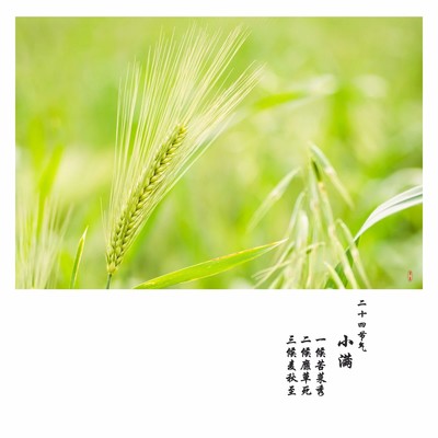 小满时节话丰盈 畜产品购销的节气密码