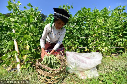 丹寨种植基地助力增收，畜产品贸易铺就乡村振兴路