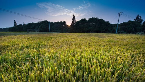 纯农地区发展之道 输血与造血并重，推动畜产品购销贸易
