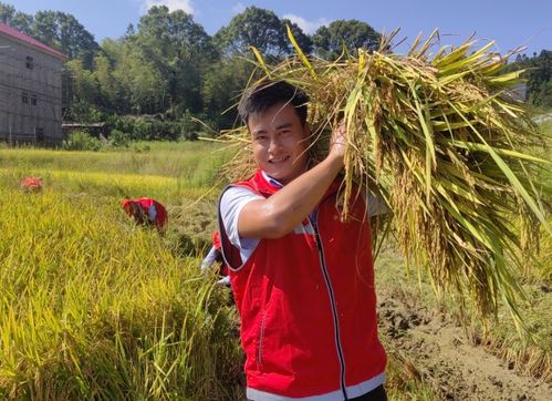 江西永新 助农秋收忙 共绘新画卷