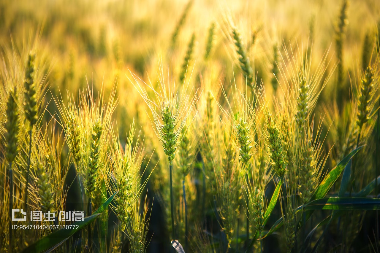 夏日暮色中的麦田林带