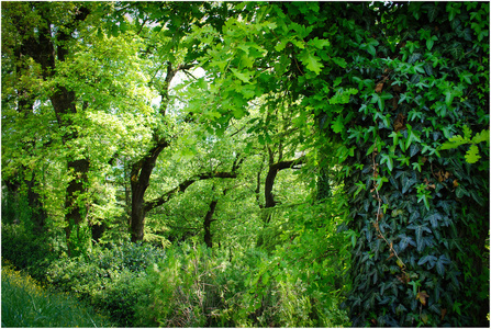 泰国橡胶林 农业经济的重要支柱