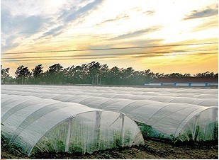 厦门西瓜专用膜销售渠道及选购建议