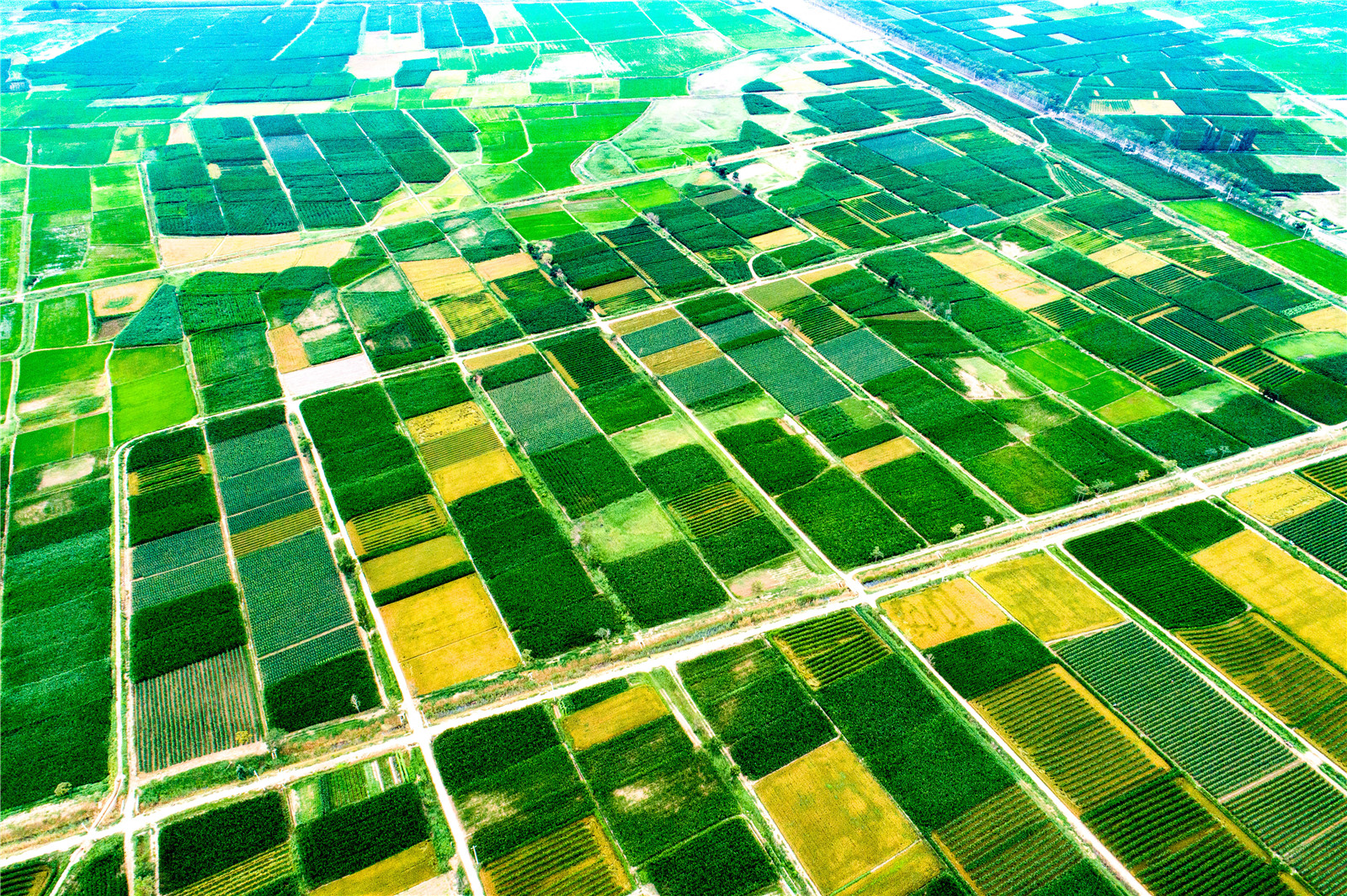 黄河两岸是我家 四十里店，希望的田野