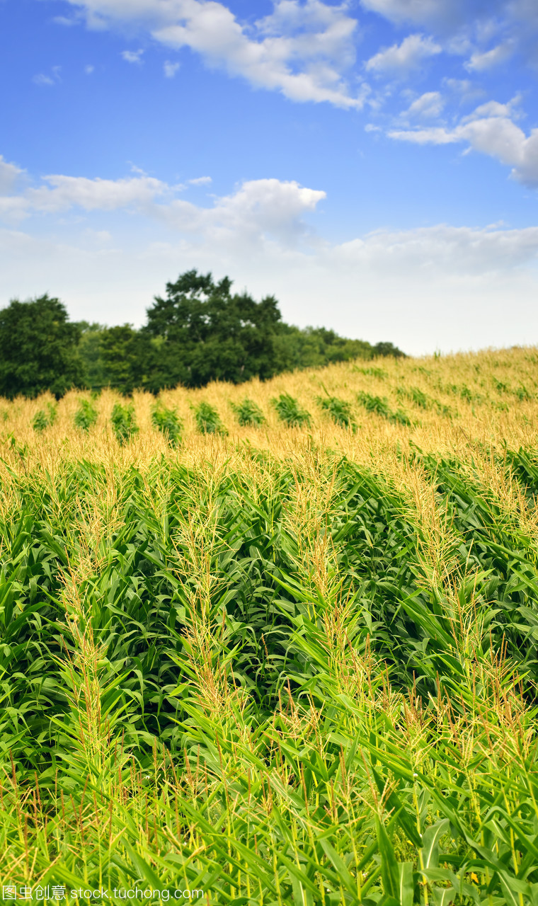乡间田野的蓝调叙事